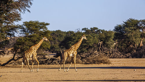 Giraffes on road