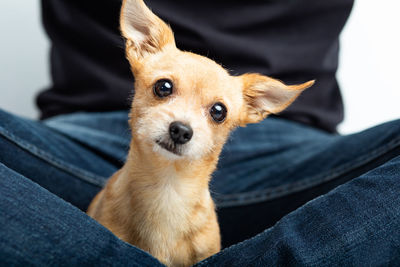 Portrait of dog sitting on man