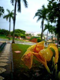 Close-up of water drops on flowering plant