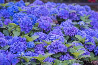 Close-up of purple hydrangea flowers