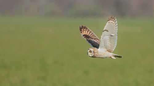 Bird flying over a blurred background