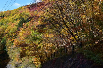 Trees in park during autumn