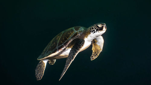 Close-up of turtle swimming in sea