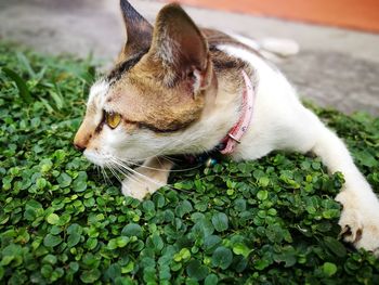Close-up of cat relaxing on plants