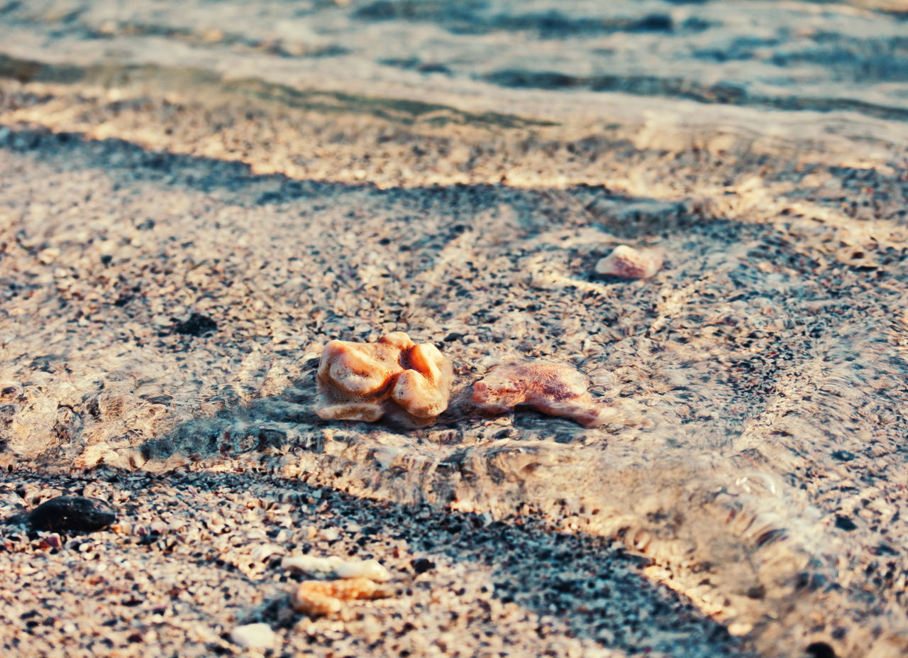 CLOSE-UP OF A CRAB ON BEACH