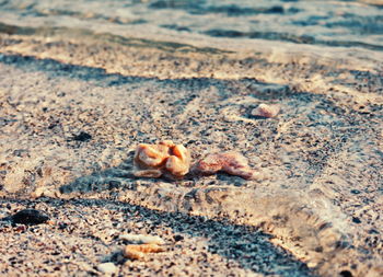 Close-up of crab on sand at beach