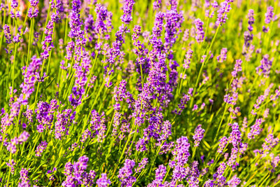 Close-up of purple flowering plants on field