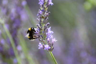 Close-up of bee pollinating on flower