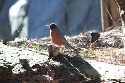 Close-up of bird perching on rock