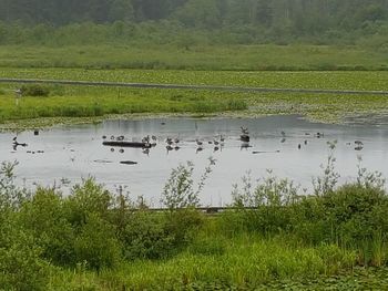 Scenic view of lake