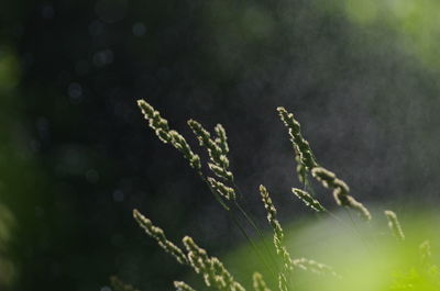 Close-up of fresh green plant