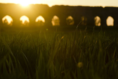 Close-up of wheat field