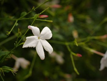 Close-up of white flowering plant