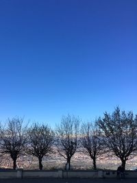 Bare trees on field against clear blue sky