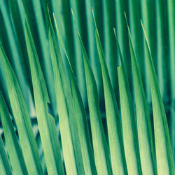 Full frame shot of palm leaves