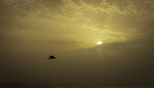 Silhouette bird flying in sky during sunset