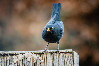 Close-up of blackbird perching on wooden post