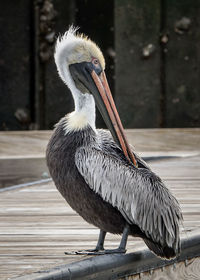 Close-up of pelican perching on dock in marina while preening