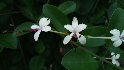 Close-up of white flowering plant