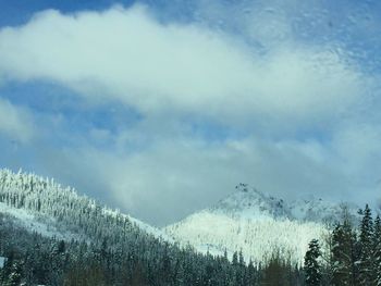 Low angle view of trees against sky
