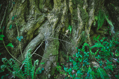 Close-up of moss growing on tree trunk