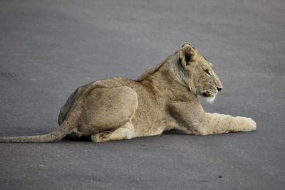 Side view of a cat lying on road