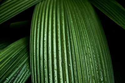 Close-up of fresh green leaf