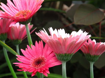 Close-up of pink flower