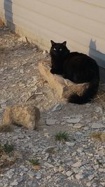 Close-up of cat looking away