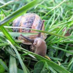 Close-up of snail on grass