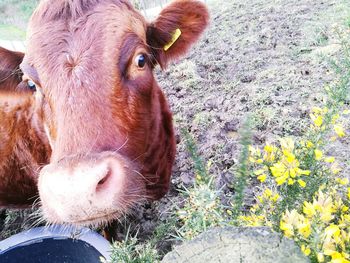 Close-up portrait of cow on field