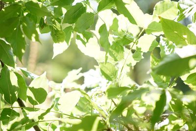 Close-up of fresh green leaves on tree