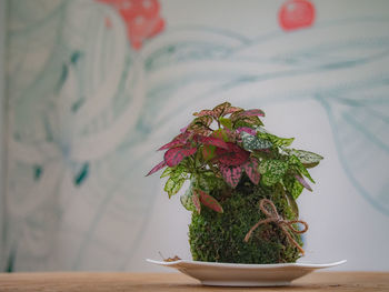 Close-up of plant on table at home