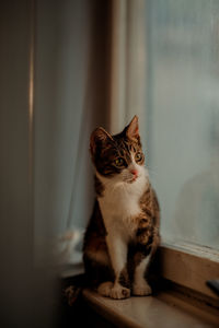 Cat looking away while sitting at home