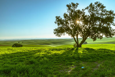 Tree on field against clear sky