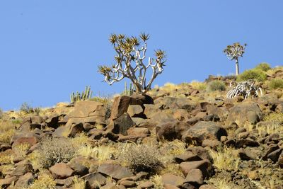 Trees growing in desert against clear blue sky