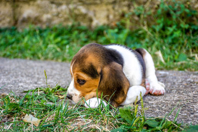 Close-up of puppy on grass