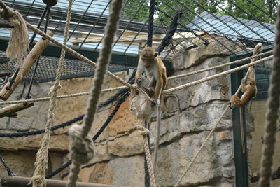 Monkey in cage at zoo