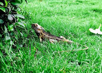 Lizard on field