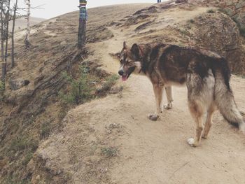 Close-up of dog