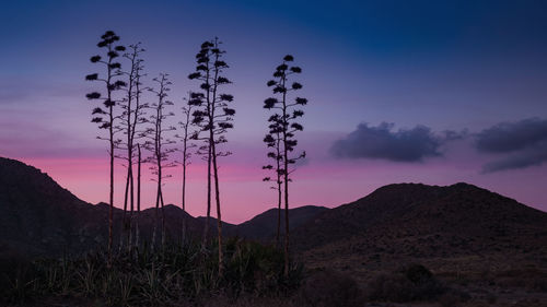 Silhouette plants on land against sky during sunset