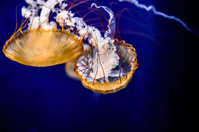 Close-up of jellyfish against blue background