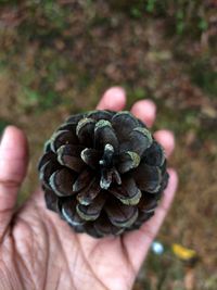 Cropped hand holding pine cone