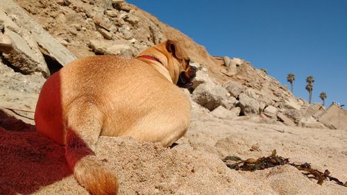 Dog relaxing at sandy beach during sunny day