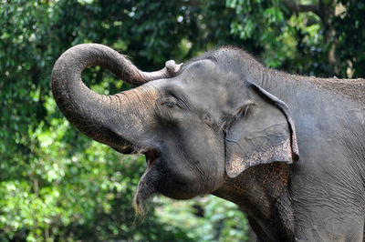 Close-up of elephant