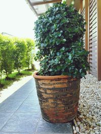 Close-up of potted plant