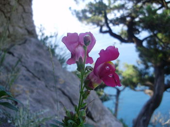 Close-up of pink flowers blooming on tree