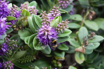 Close-up of purple flowering plants