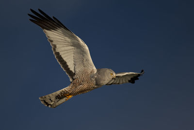 Low angle view of eagle flying in sky