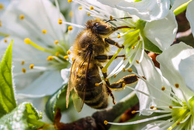 Close-up of bee pollinating flower